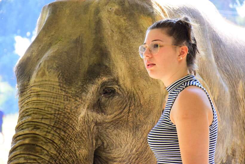 Chiang Mai: Elephant Feeding Experience - Key points to know before feeding the elephants
