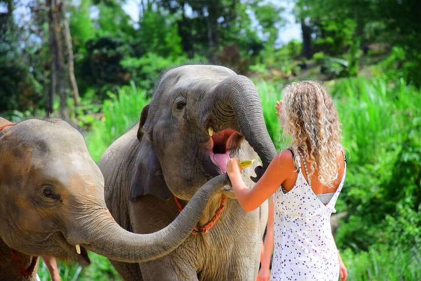 Chiang Mai: Elephant Feeding Experience - What the park’s care message means