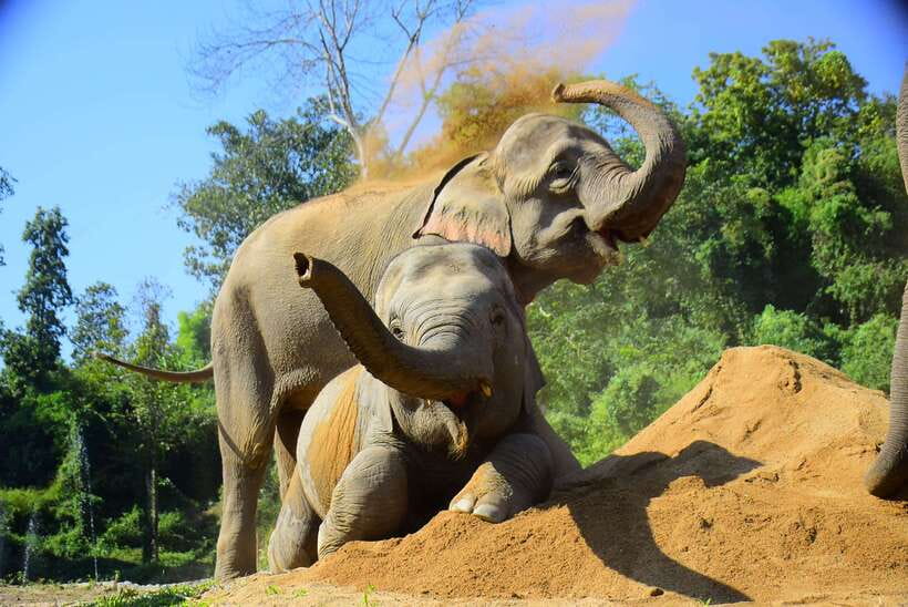 Chiang Mai: Elephant Feeding Experience - Getting to the meeting point