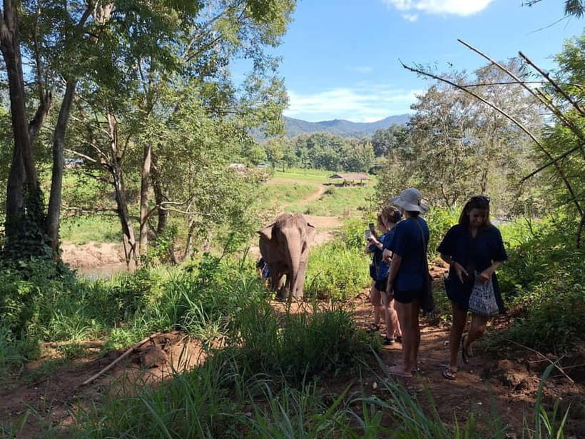 Chiang Mai: Elephant Sanctuary Bamboo Raft & Padthai Cooking - Who will enjoy this day most