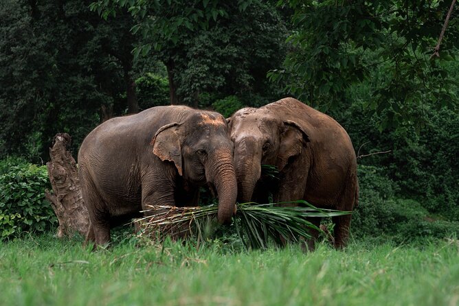 Chiang Mai Elephant Sanctuary, Bamboo Rafting and Waterfall Tour - One Chiang Mai day, three very different experiences