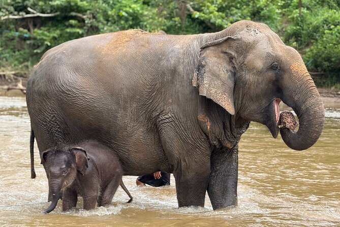 Chiang Mai Elephant Sanctuary, Bamboo Rafting and Waterfall Tour - Guides, timing, and the value of the $58.70 price