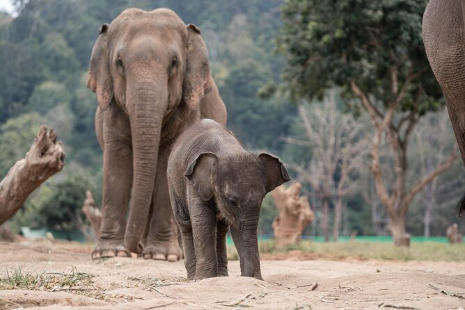 Chiang Mai Elephant Sanctuary, Bamboo Rafting and Waterfall Tour - Who will enjoy this day most