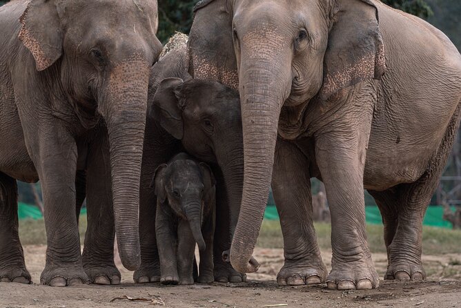 Chiang Mai Elephant Sanctuary, Bamboo Rafting and Waterfall Tour - What to bring and what to keep in mind