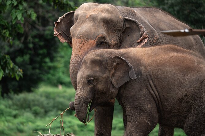 Chiang Mai Elephant Sanctuary, Bamboo Rafting and Waterfall Tour - New Elephant Home: an ethical visit with useful limits