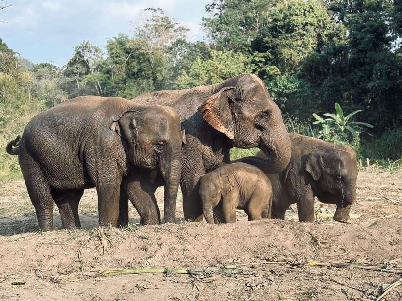 Chiang Mai: Elephant Sanctuary Feeding Program Half-Day Tour - The trip south from Chiang Mai