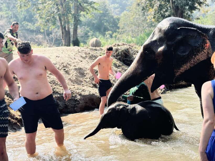 Chiang Mai: Elephant Sanctuary Feeding Program Half-Day Tour - Watching elephants behave on their own terms