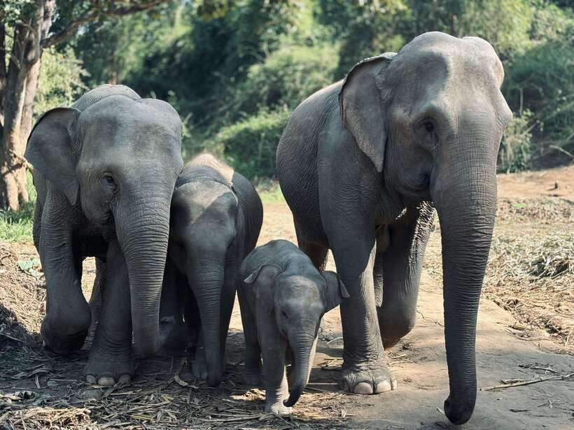 Chiang Mai: Elephant Sanctuary Feeding Program Half-Day Tour - Meeting the sanctuary team
