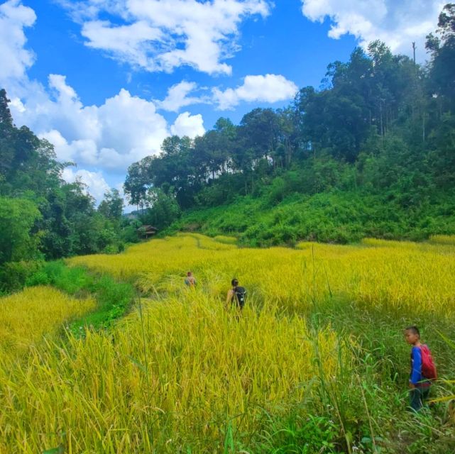 Chiang Mai: Elephant Sanctuary & Jungle Trek w/ Waterfall - What this Chiang Mai day tour is really like