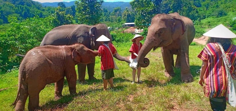 Chiang Mai: Elephant Sanctuary Local Hill Tribe Caretakers - A quieter kind of elephant encounter