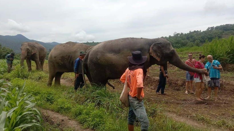 Chiang Mai: Elephant Sanctuary Local Hill Tribe Caretakers - The one-hour ride from Chiang Mai