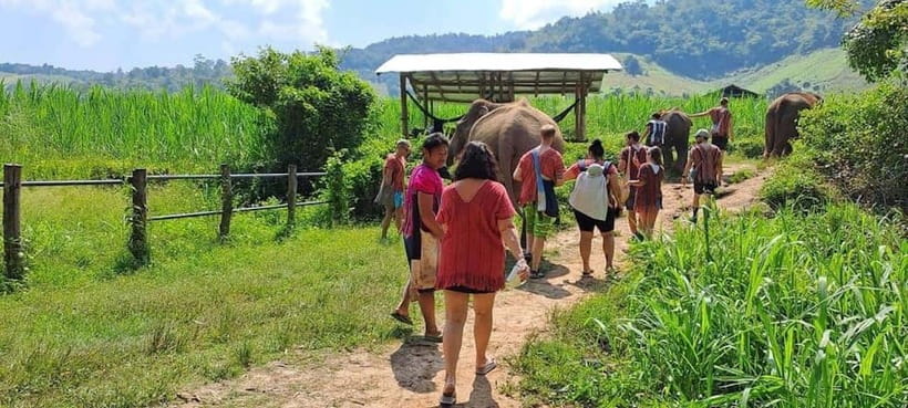 Chiang Mai: Elephant Sanctuary Local Hill Tribe Caretakers - Mud, shade, and the Mae Wang River