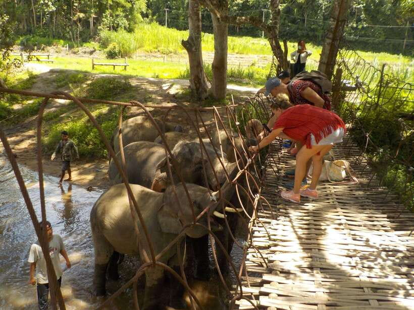 Chiang Mai: Elephant Sanctuary Local Hill Tribe Caretakers - Should you book the Johnny Boy elephant experience?