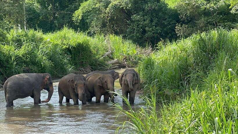 Chiang Mai: Elephant Sanctuary, Monk Trail & Doi Suthep Tour - A full Chiang Mai day from forest temple to elephant camp