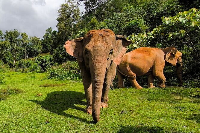 Chiang Mai Elephant Sanctuary Observation and Bamboo Rafting - Key points to know before booking