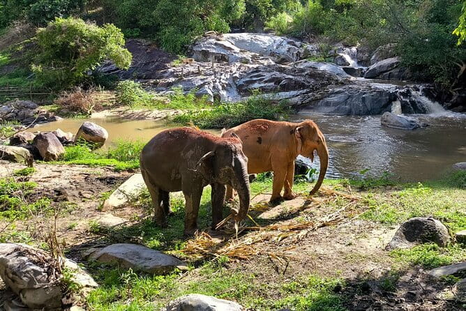 Chiang Mai Elephant Sanctuary Observation and Bamboo Rafting - How much value do you get for $61.92?