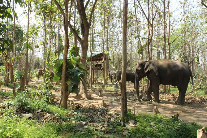 Chiang Mai Elephant Sanctuary Small Group Ethical Tour - Key points to know before booking