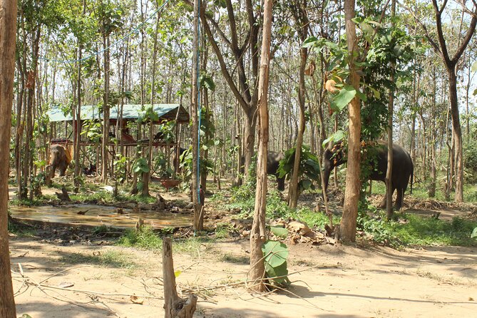 Chiang Mai Elephant Sanctuary Small Group Ethical Tour - Why the ethical focus matters