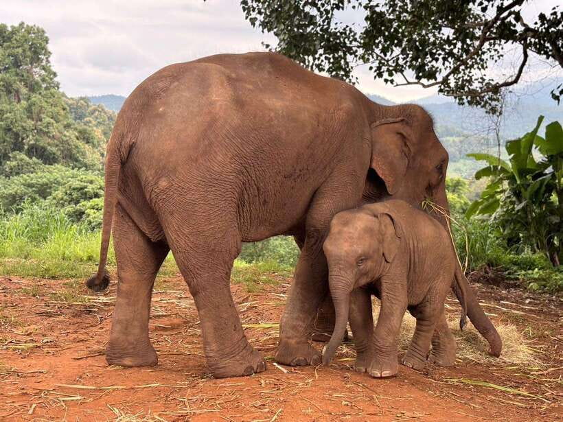 Chiang Mai: Elephant Sanctuary & Waterfall Group Tour - Meeting the elephants at Pon Elephant Thailand