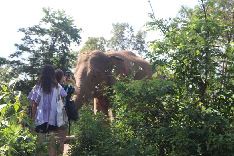 CHIANG MAI ELEPHANT VILLAGE SANCTUARY JUNGLE ADVENTURE - Ken’s family lunch and the return drive