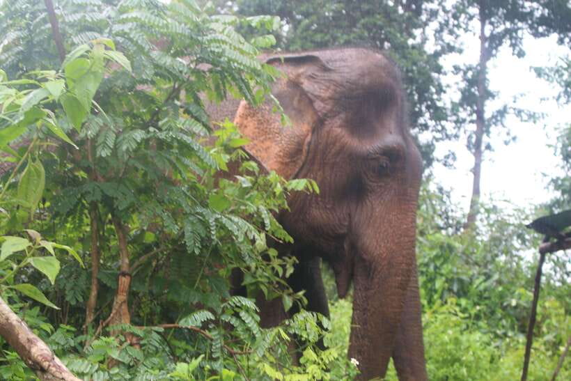 CHIANG MAI ELEPHANT VILLAGE SANCTUARY JUNGLE ADVENTURE - What the $48 price really covers