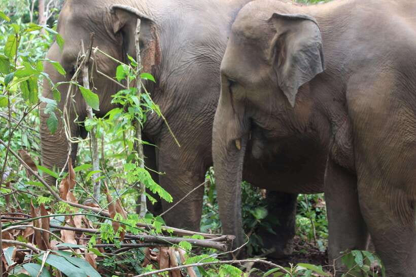 CHIANG MAI ELEPHANT VILLAGE SANCTUARY JUNGLE ADVENTURE - FAQ