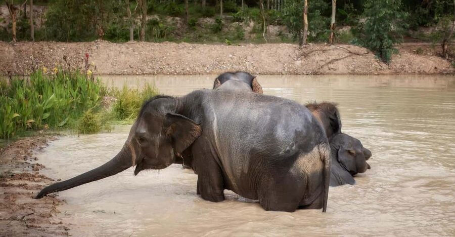 Chiang Mai: Ethical Elephant Encounter Feeding Program - Key points at a glance