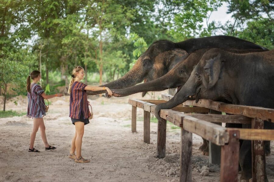 Chiang Mai: Ethical Elephant Encounter Feeding Program - Booking details worth knowing