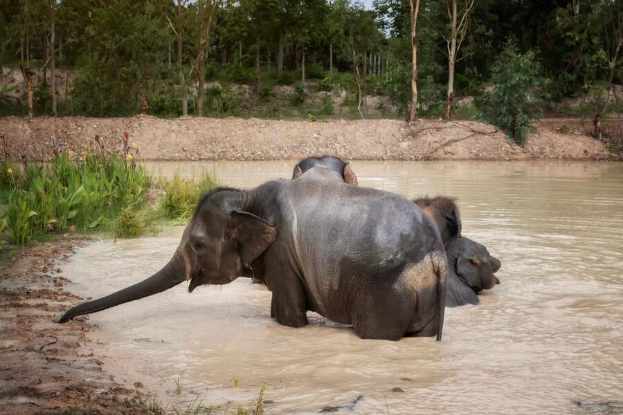 Chiang Mai: Ethical Elephant Encounter Feeding Program - Meeting rescued elephants in a quiet setting