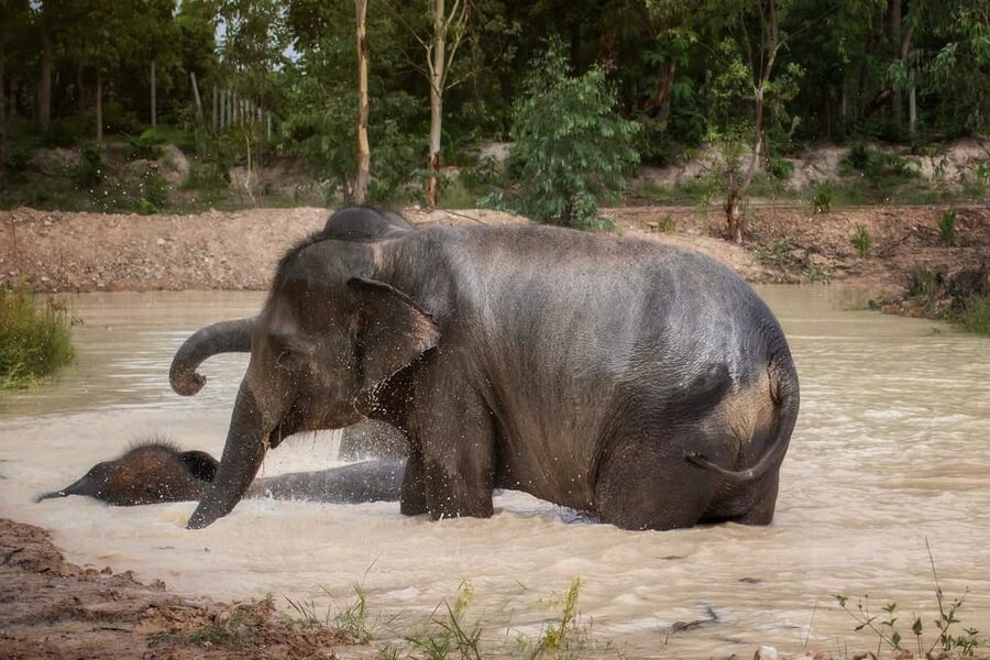 Chiang Mai: Ethical Elephant Encounter Feeding Program - The guide makes a big difference