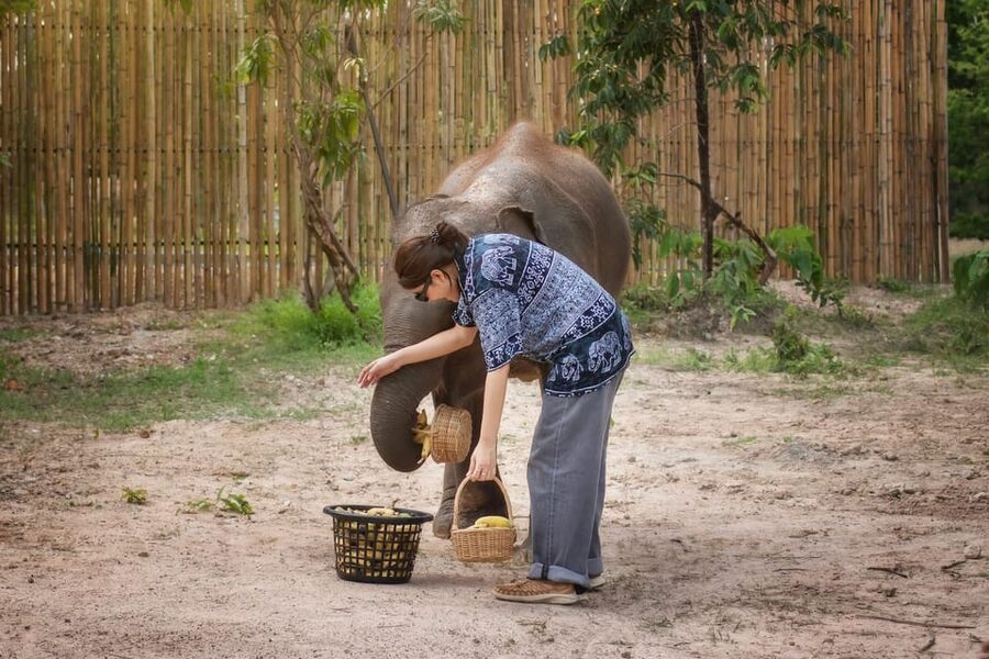 Chiang Mai: Ethical Elephant Encounter Feeding Program - Getting there and getting back