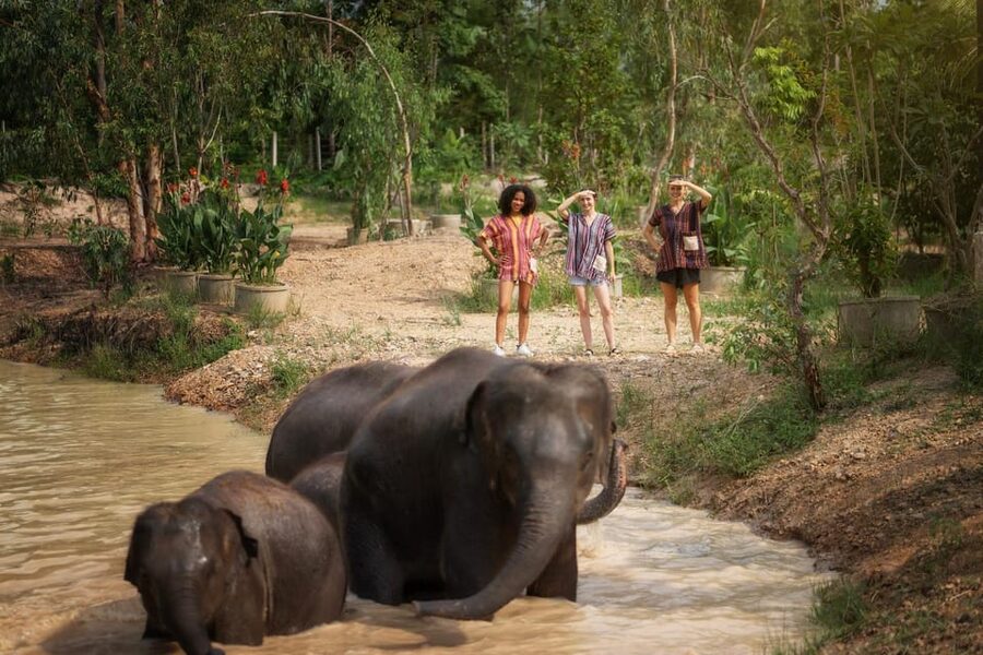 Chiang Mai: Ethical Elephant Encounter Feeding Program - Who should book this program?