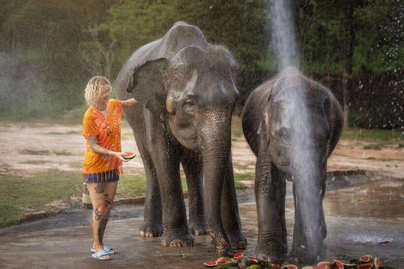 Chiang Mai: Ethical Elephant Feeding & Shower Program - Key points at a glance
