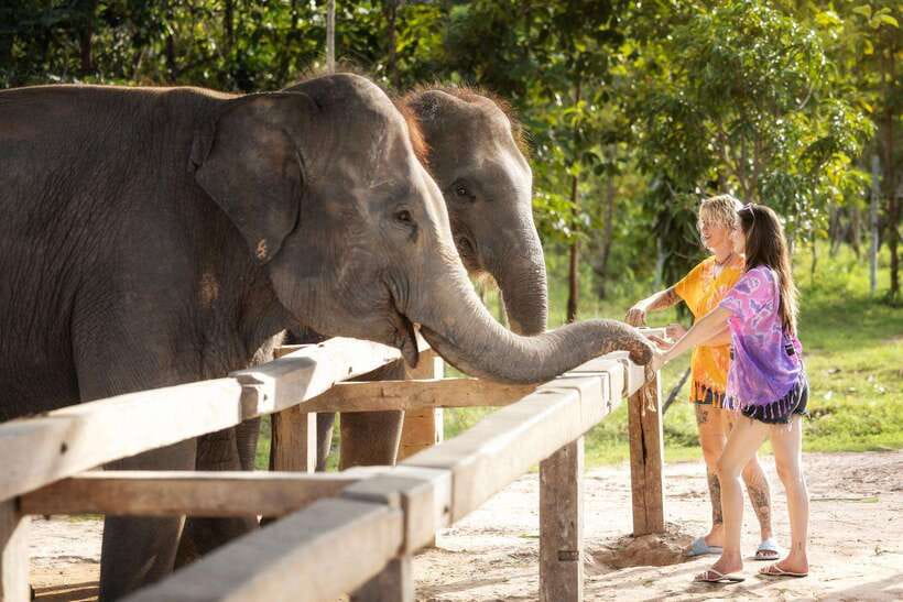 Chiang Mai: Ethical Elephant Feeding & Shower Program - Who will enjoy this program most