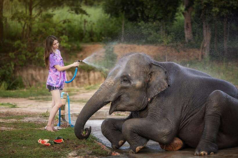Chiang Mai: Ethical Elephant Feeding & Shower Program - Feeding fresh fruit from the viewing platform