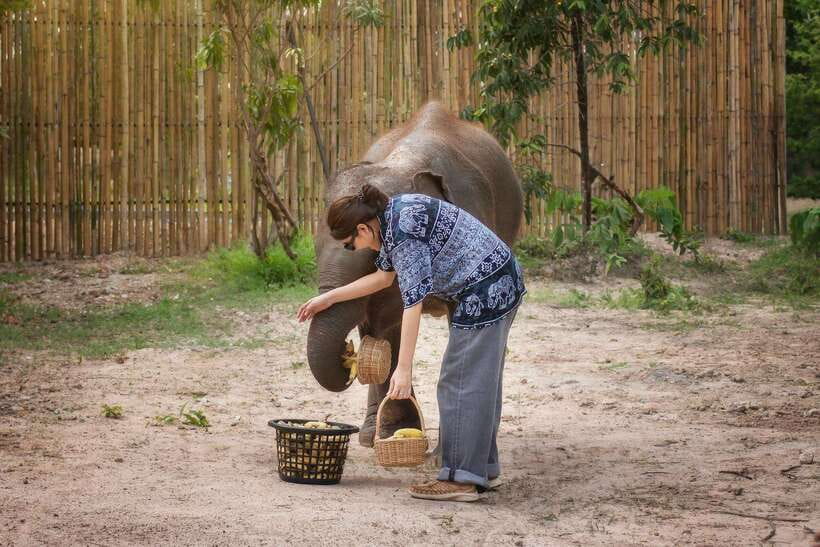 Chiang Mai: Ethical Elephant Feeding & Shower Program - Preparing natural dietary supplements