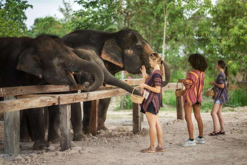 Chiang Mai: Ethical Elephant Feeding & Shower Program - Cooling off under the elephant rain shower