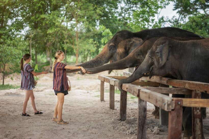 Chiang Mai: Ethical Elephant Feeding & Shower Program - Making elephant paper at the Education Center