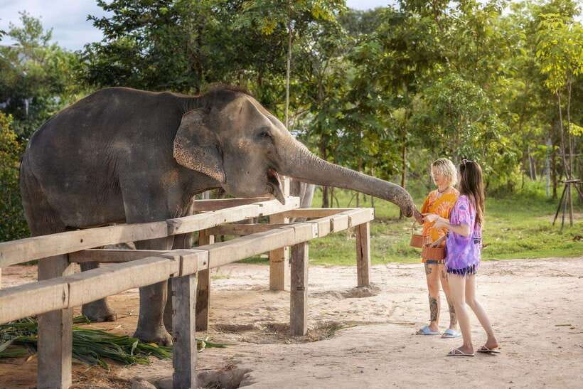 Chiang Mai: Ethical Elephant Feeding & Shower Program - What the $30 price really covers
