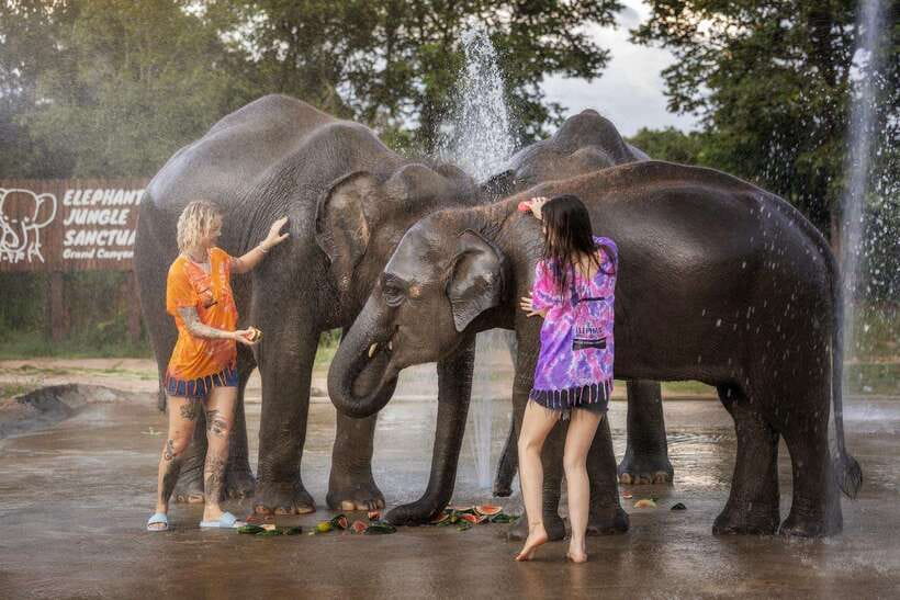 Chiang Mai: Ethical Elephant Feeding & Shower Program - Meeting the elephants and learning the ground rules