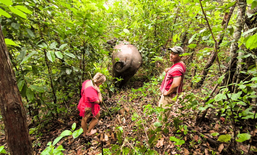 Chiang Mai: Ethical Half Day Elephant Sanctuary & Waterfall - Walking behind the herd in the jungle