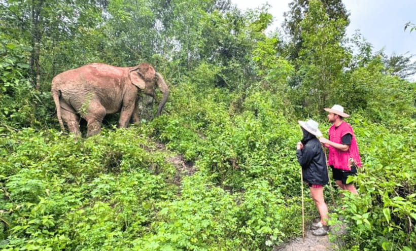 Chiang Mai: Ethical Half Day Elephant Sanctuary & Waterfall - Pad Thai, fruit, and tea after the walk