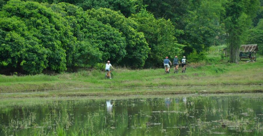 Chiang Mai Fields of Gold Cycling Tour - Why the rice fields matter