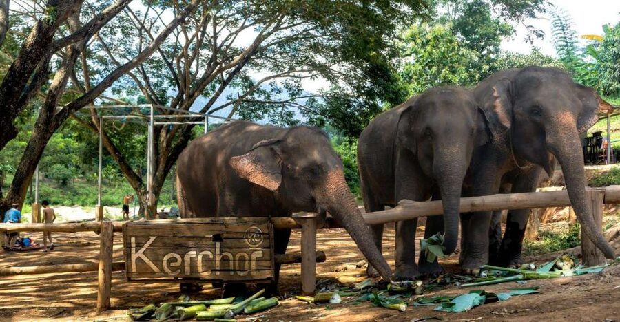 Chiang Mai: Full-Day Kerchor Elephant Eco Park Tour & Trek - Is $57 a fair price?