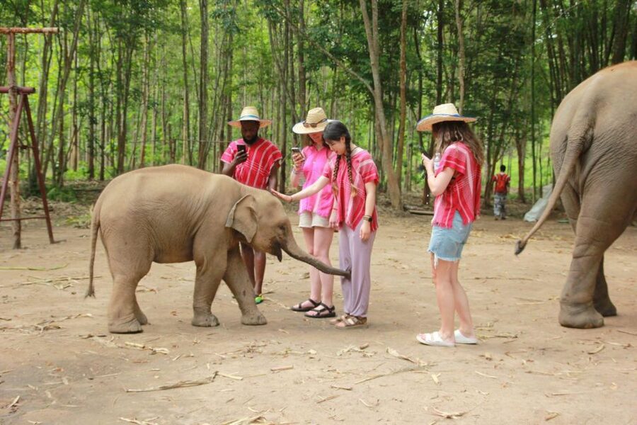Chiang Mai: Full-Day Kerchor Elephant Eco Park Tour & Trek - Meeting the elephants at Kerchor