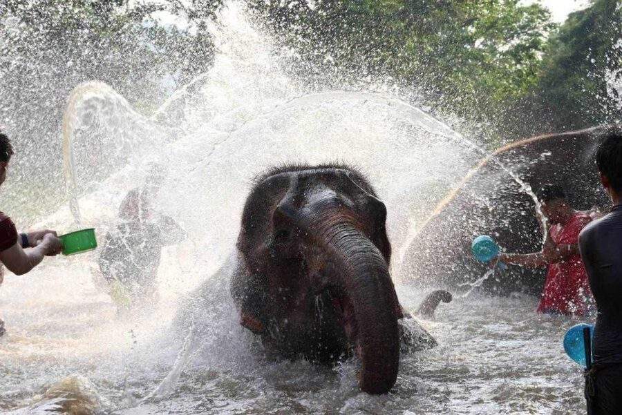 Chiang Mai: Full-Day Kerchor Elephant Eco Park Tour & Trek - Making medicine instead of just feeding