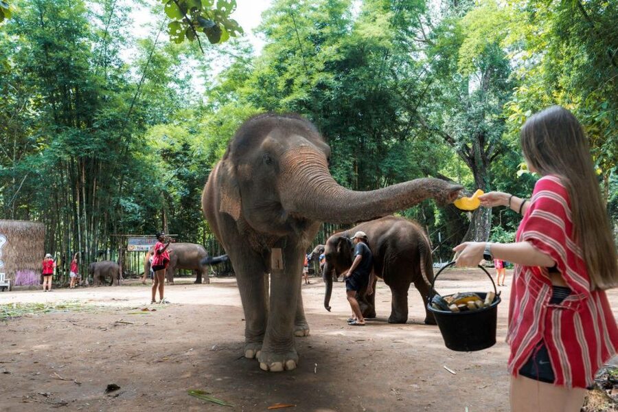Chiang Mai: Full-Day Kerchor Elephant Eco Park Tour & Trek - Lunch with a view of the park