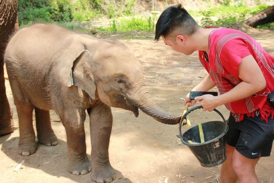 Chiang Mai: Full-Day Kerchor Elephant Eco Park Tour & Trek - The waterfall hike: pretty, short, and slippery