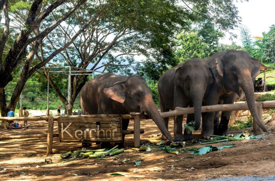 Chiang Mai: Full-Day Kerchor Elephant Eco Park Tour & Trek - What guides add to the experience