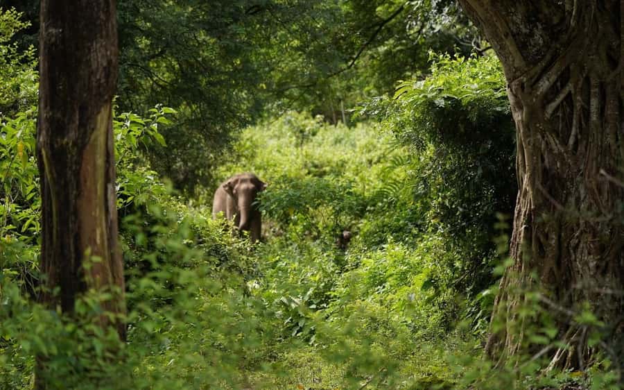 Chiang Mai Half-Day Adventure: River Tubing & Waterfall - Key things to know before you go